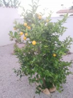 /album/fotogalerij/whatsapp-image-2018-12-24-at-13-45-20-jpeg/